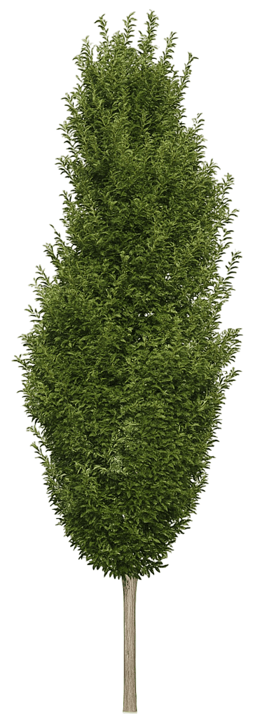 Hornbeam 'Fastigiata' (Carpinus Betulus 'Fastigiata') - Shade Trees