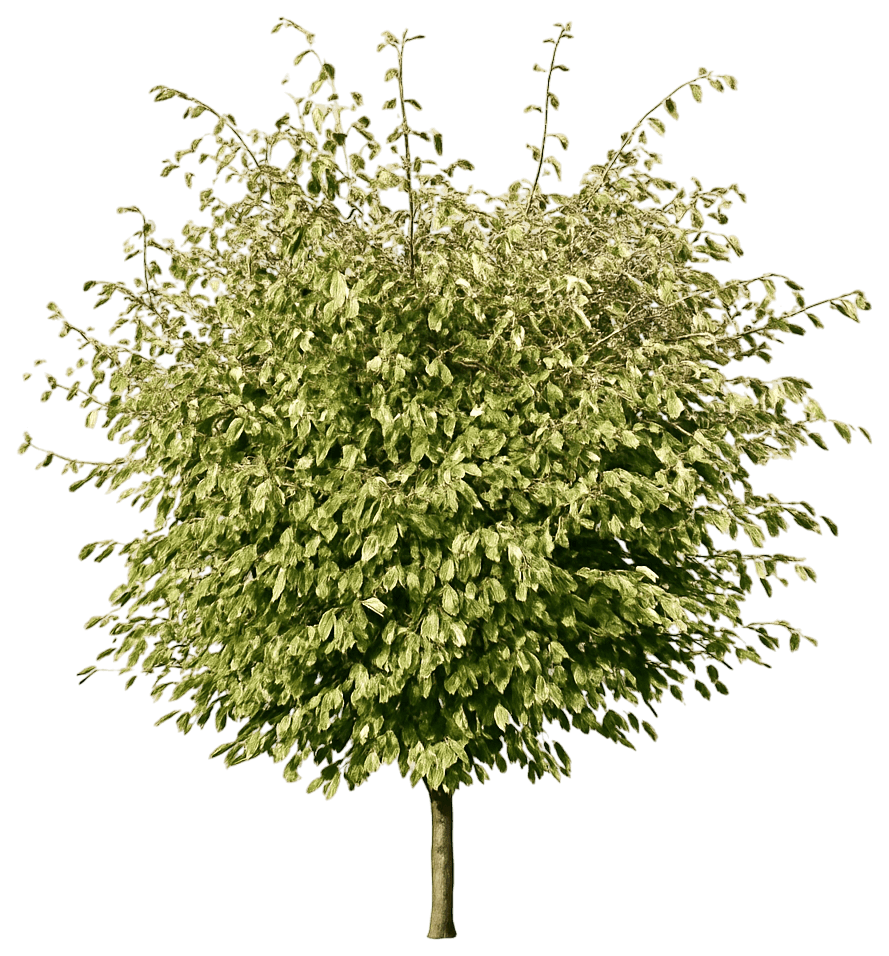 Variegated Hornbeam 'Foliis Argenteovarigatis Pendula' (Carpinus Betulus 'Foliis Argenteovarigatis Pendula') - Shade Trees