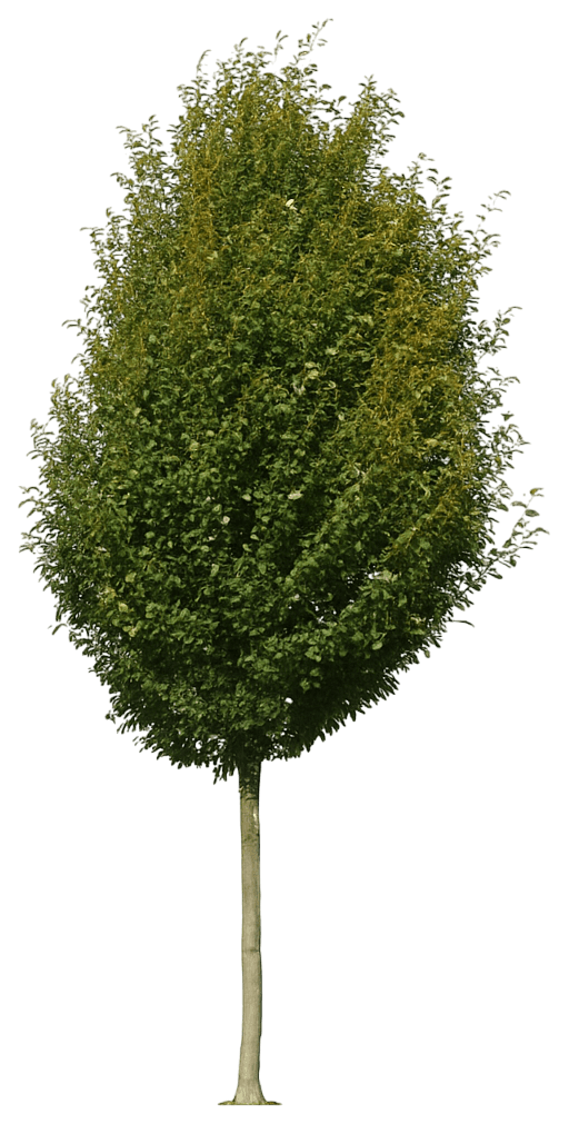 European Hornbeam 'Frans Fontaine' (Carpinus Betulus 'Frans Fontaine') - Shade Trees