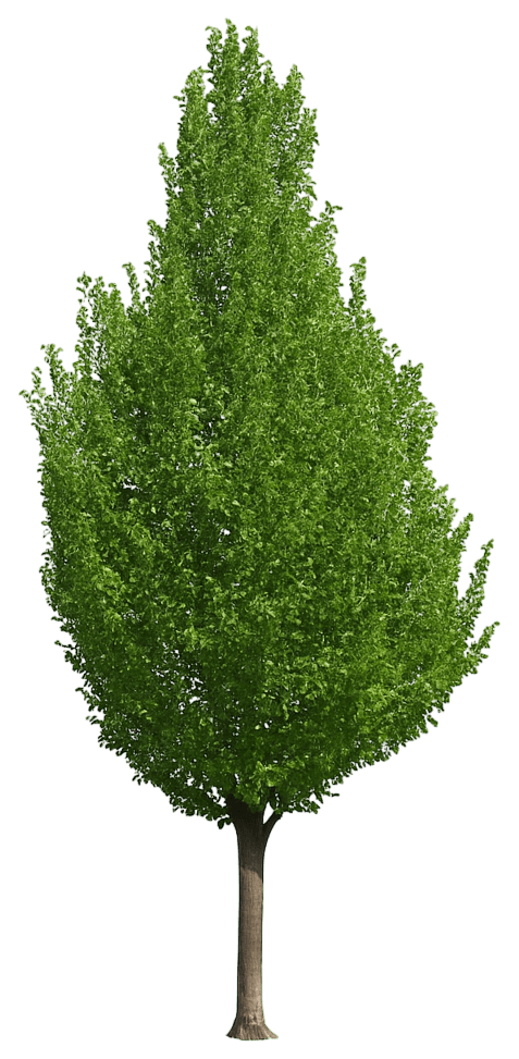 Hornbeam 'Jfs-Kw1Cb' Pp22814 Emerald Avenue® Pp22814 Emerald Avenue® (Carpinus Betulus 'Jfs-Kw1Cb') - Shade Trees