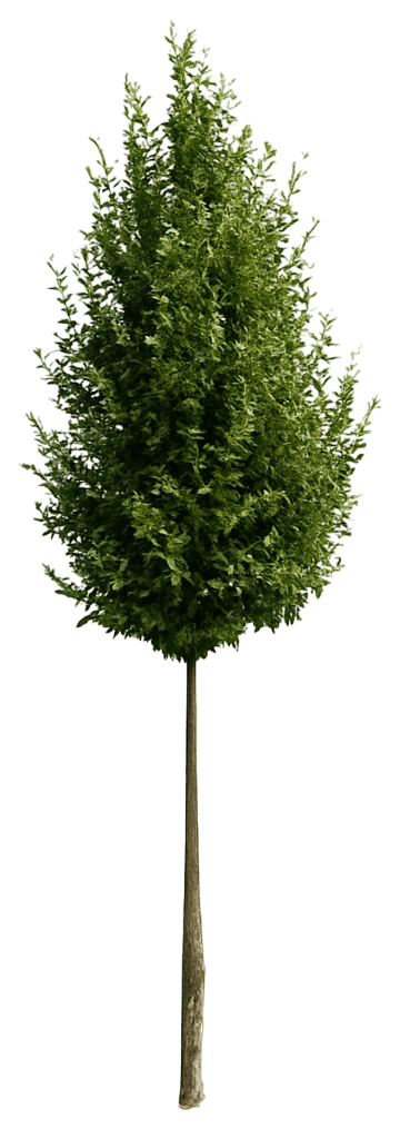 Hornbeam 'Lucas' (Carpinus Betulus 'Lucas') - Shade Trees