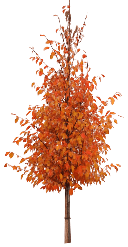 American Hornbeam Musclewood 'Jn Strain' (Carpinus Caroliniana 'Jn Strain') - Shade Trees