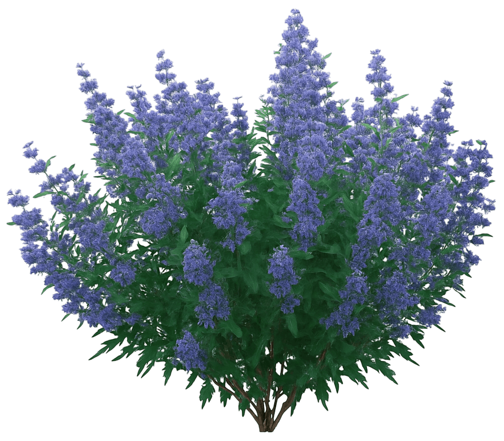 Bluebeard Blue Mist Or False Spirea 'Ct-9-12' Pp27426 Beyond Midnight® Pp27426 Beyond Midnight® (Caryopteris X Clandonensis 'Ct-9-12') - Ground Layers