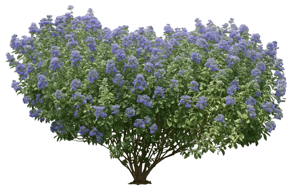 Bluebeard Blue Mist Or False Spirea 'Inoveris' Ppp17837 Grand Bleu™ Ppp17837 Grand Bleu™ (Caryopteris X Clandonensis 'Inoveris') - Ground Layers