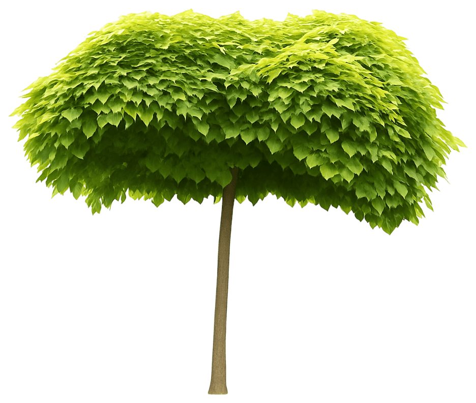 Umbrella Catalpa (Catalpa Bungei) - Flowering Trees