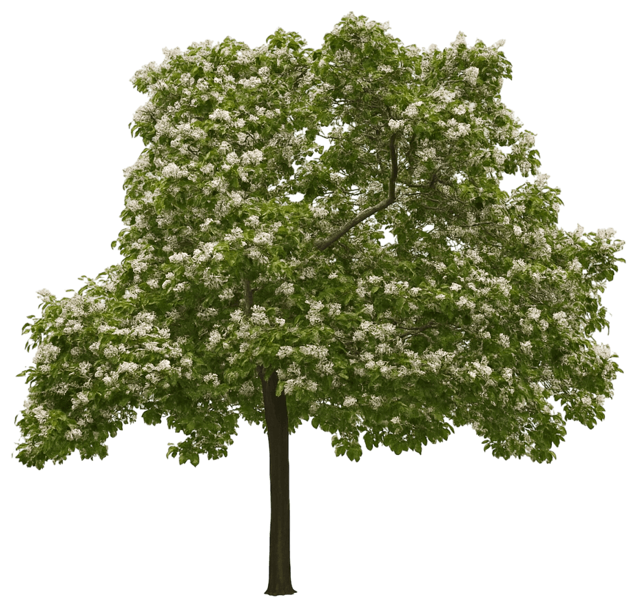 Purple Catalpa 'Purpurea' (Catalpa X Erubescens 'Purpurea') - Shade Trees