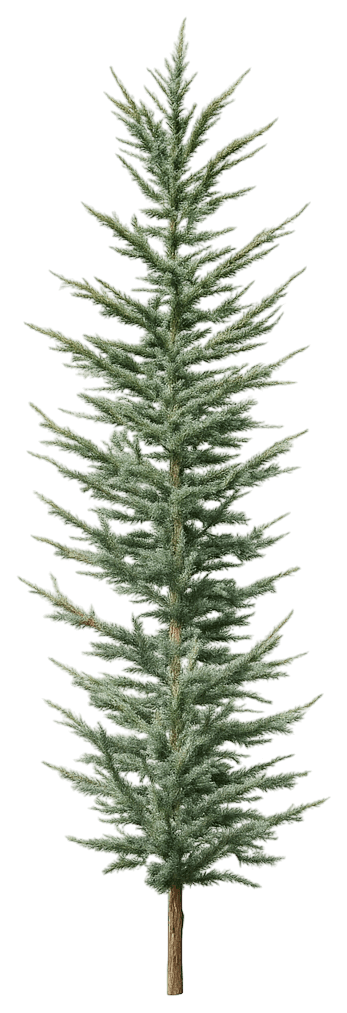 Columnar Blue Atlas Cedar 'Fastigiata' (Cedrus Atlantica 'Fastigiata') - Evergreen Trees