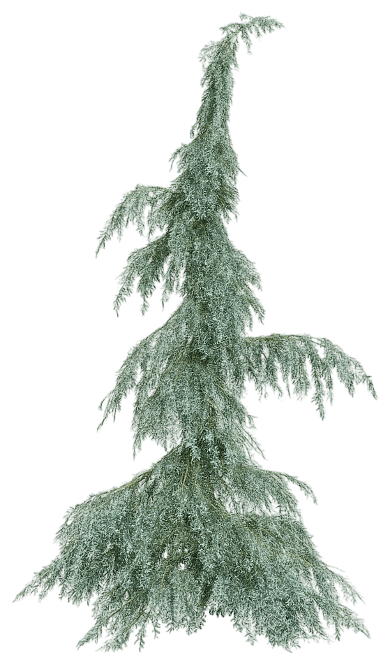 Deodar Himalayan Cedar 'Eisregen' (Cedrus Deodara 'Eisregen') - Evergreen Trees