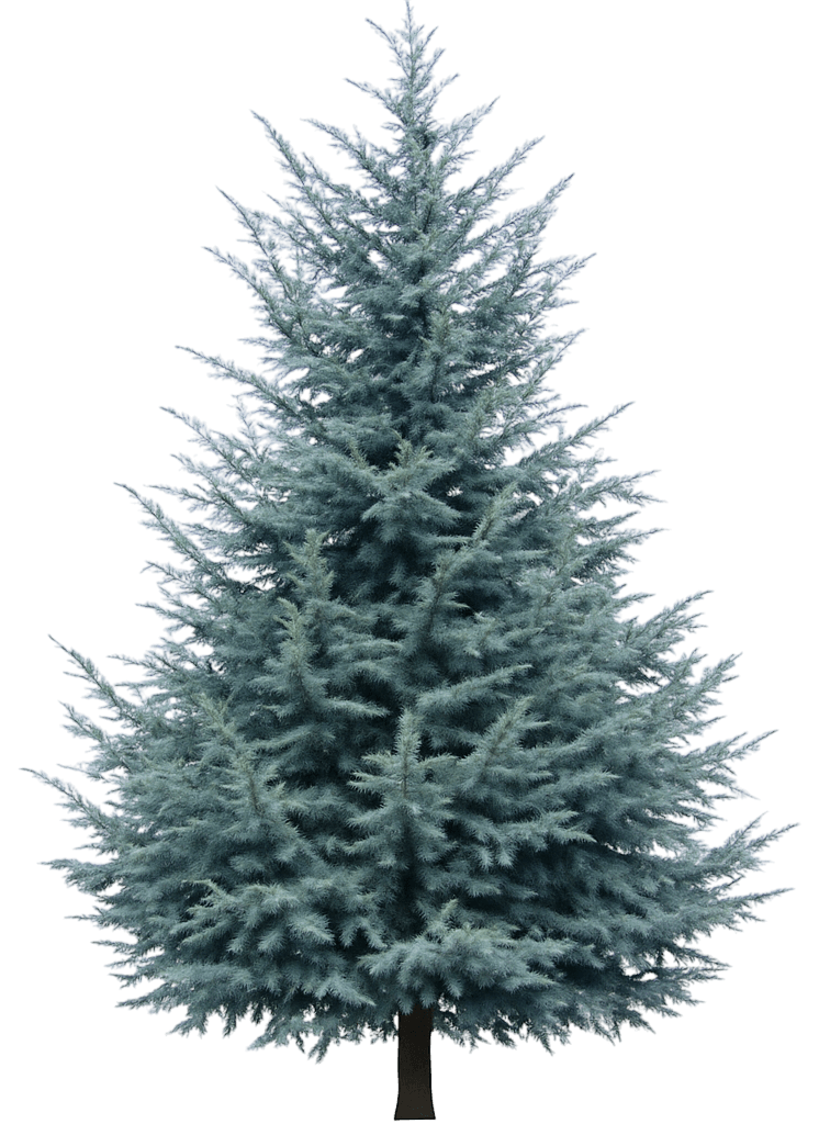 Blue Deodar Himalayan Cedar 'Electra' (Cedrus Deodara 'Electra') - Evergreen Trees