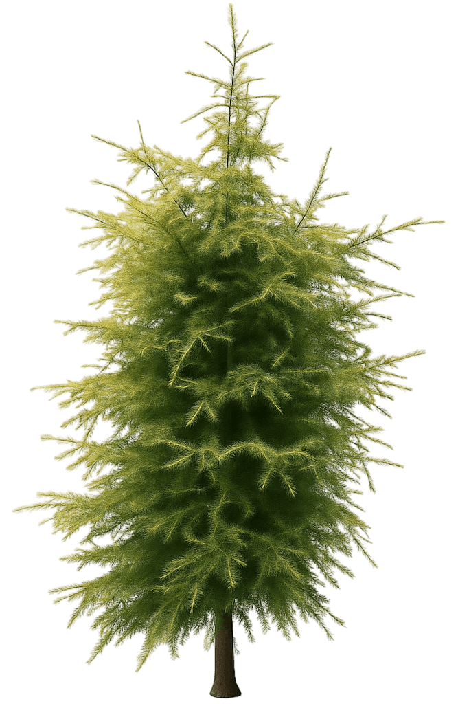 Deodar Himalayan Cedar (Cedrus Deodara Well'S Golden) - Evergreen Trees