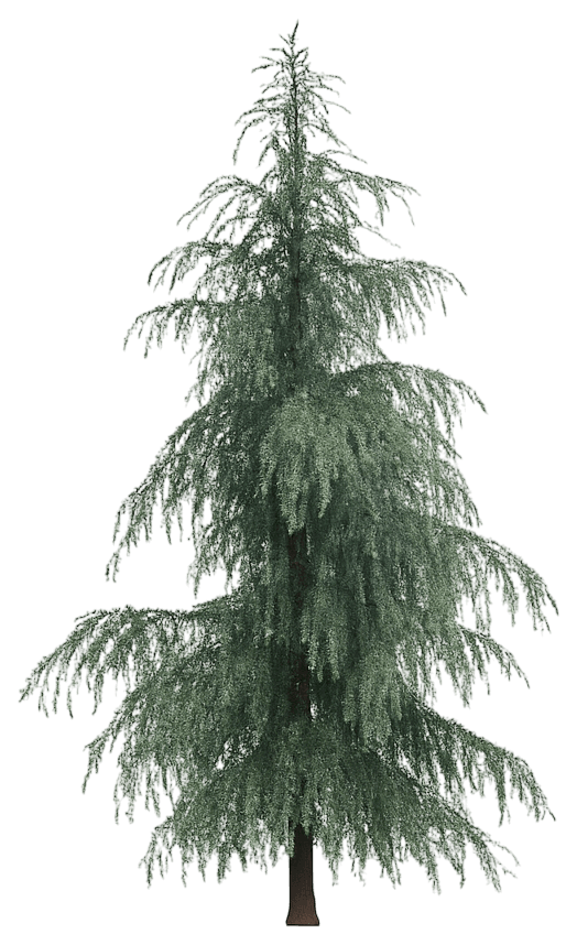 Lebanon Cedar 'Blue Angel' (Cedrus Libani 'Blue Angel') - Evergreen Trees