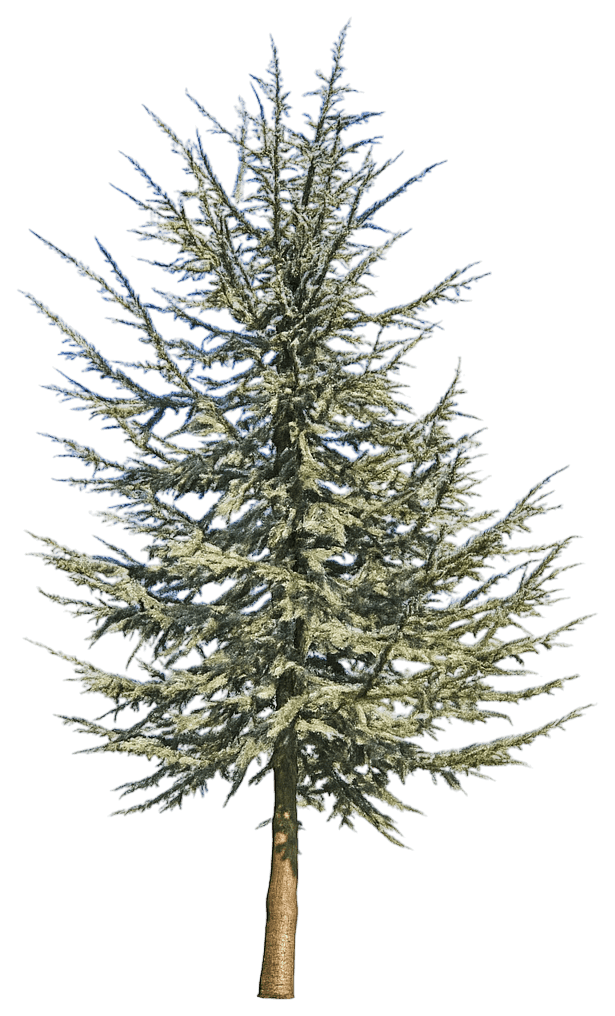 Lebanon Cedar 'Glauca' (Cedrus Libani 'Glauca') - Evergreen Trees