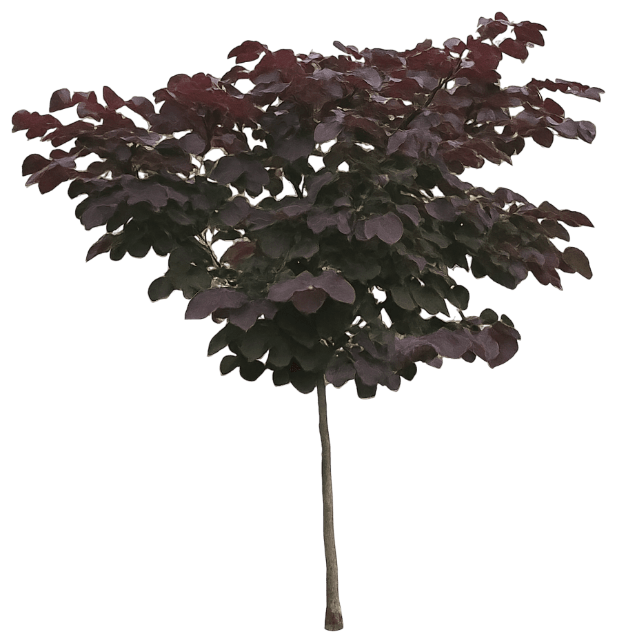 Eastern Redbud 'Jn21' Pp32138 Sparkling Wine™ Pp32138 Sparkling Wine™ (Cercis Canadensis 'Jn21') - Flowering Trees