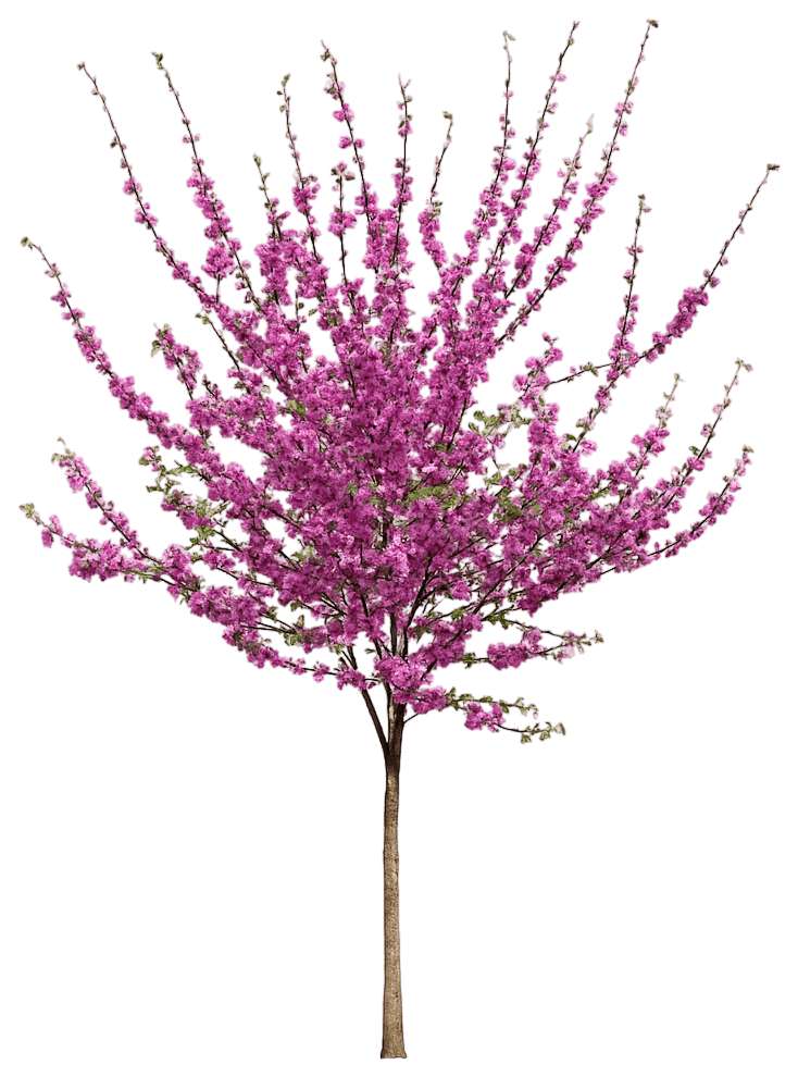 Pink Pom Poms Eastern Redbud 'Pink Pom Poms' (Cercis Canadensis Pp27630 'Pink Pom Poms') - Flowering Trees