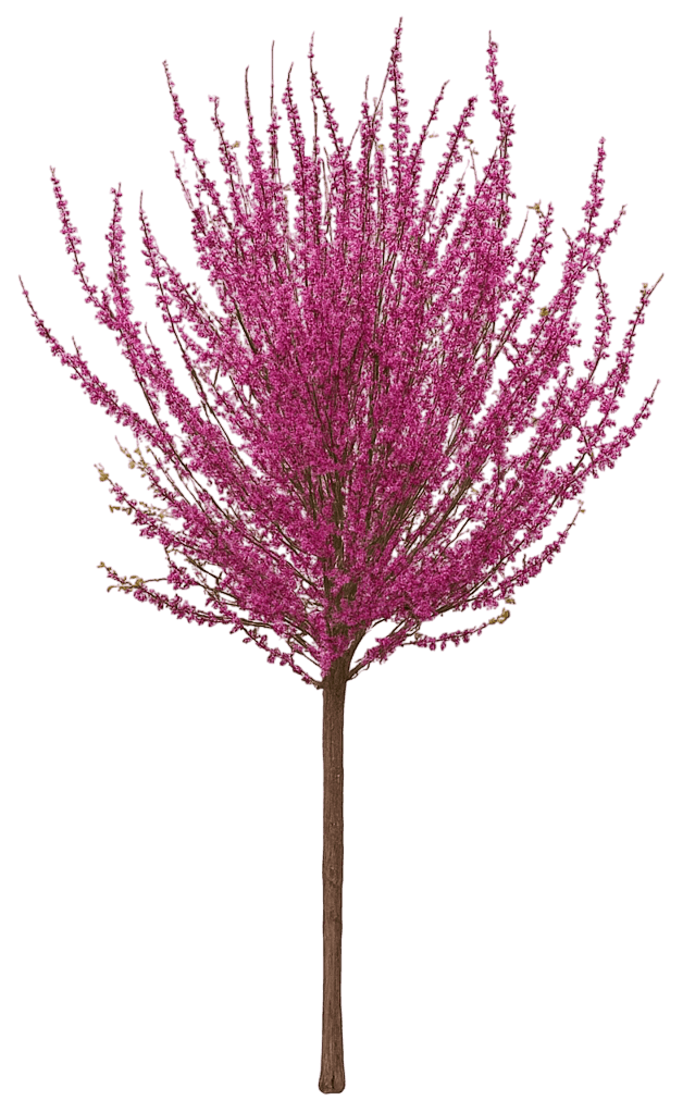 Northern Herald® Redbud 'Pink Trim' Northern Herald® Northern Herald® (Cercis Canadensis 'Pink Trim') - Flowering Trees