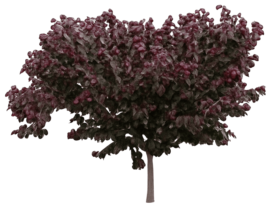 Eastern Redbud 'Rni-Rcc3' Pp34213 Midnight Express® Pp34213 Midnight Express® (Cercis Canadensis 'Rni-Rcc3') - Flowering Trees
