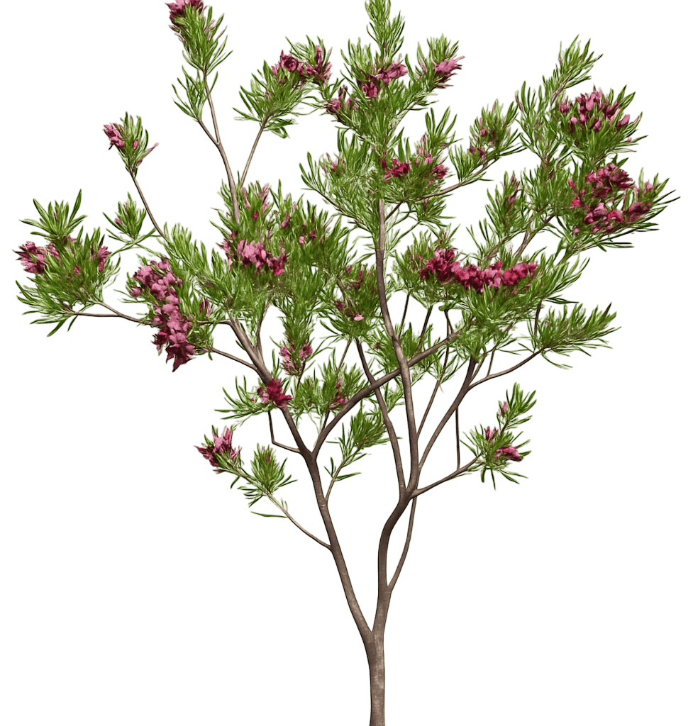 Desert Willow 'Desert Diva' (Chilopsis Linearis ®Pp#28902 'Desert Diva') - Flowering Trees