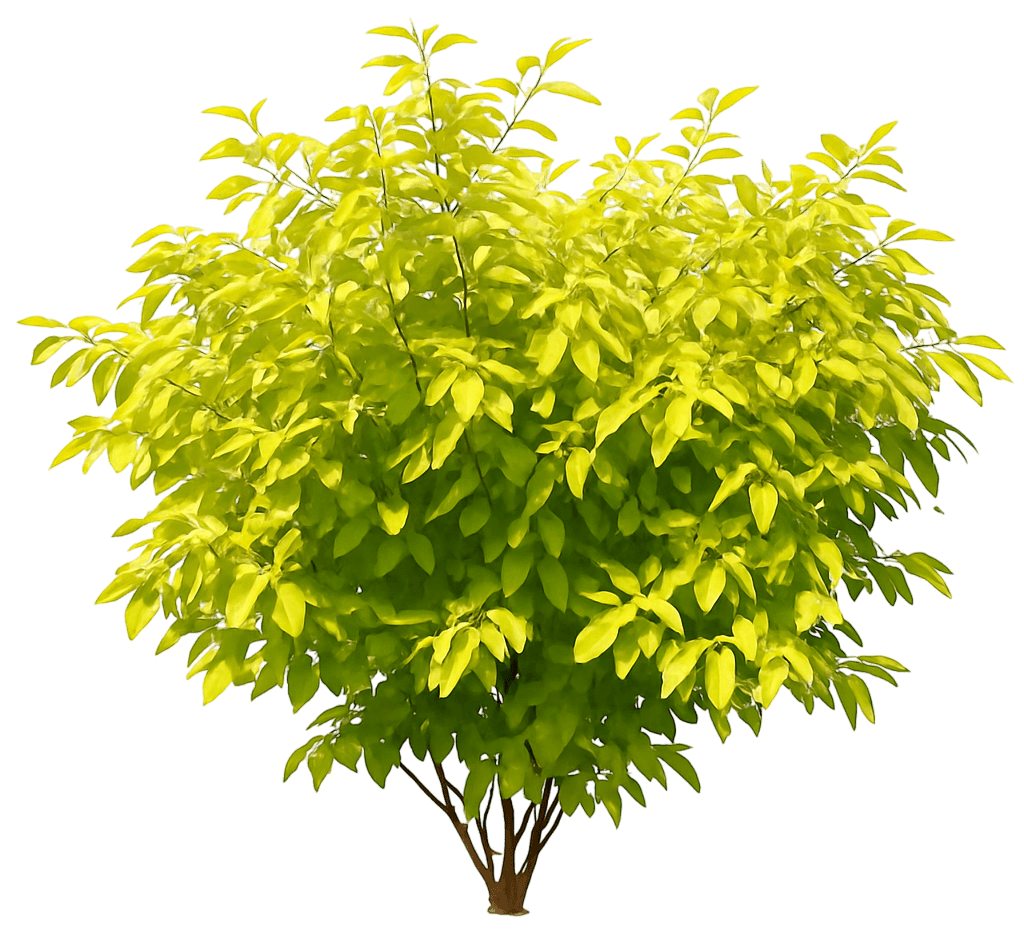 Chartreuse Dogwood 'Byboughen' Pp27956 Neon Burst™ Pp27956 Neon Burst™ (Cornus Alba 'Byboughen') - Ground Layers