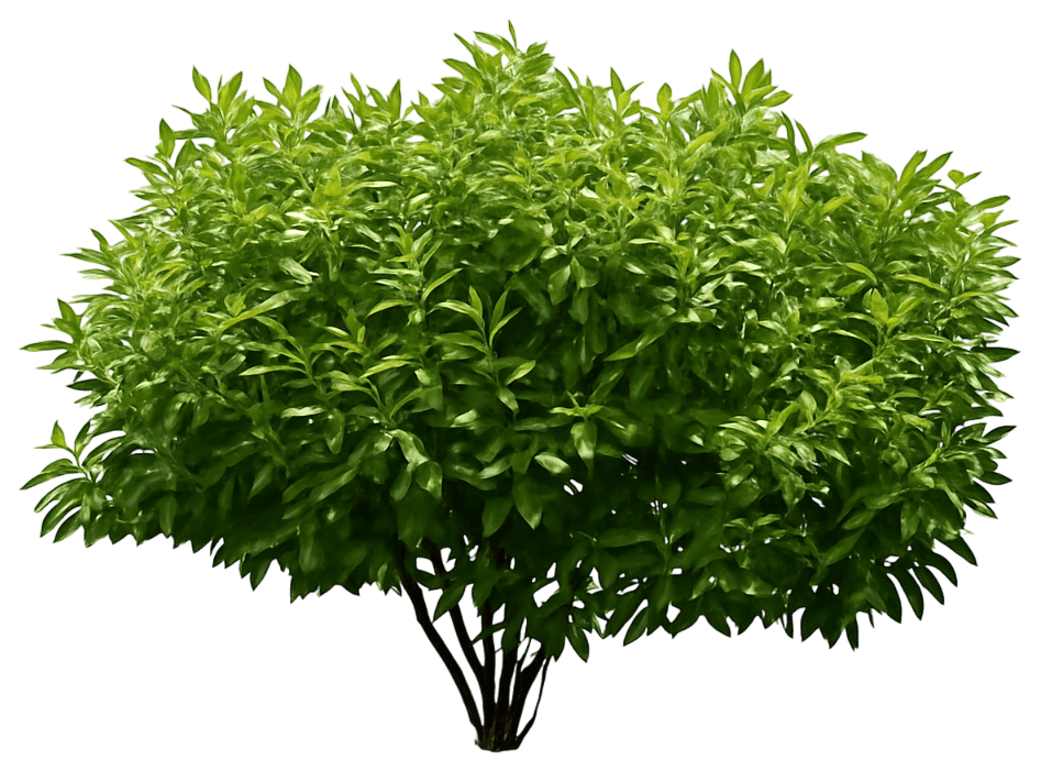 Dogwood 'Jefreb' Little Rebel® Little Rebel® (Cornus Alba 'Jefreb') - Ground Layers