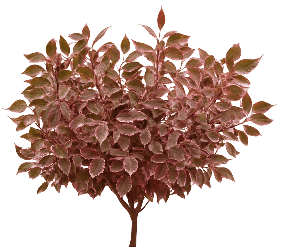 Variegated Tatarian Dogwood 'Verpaalen2' Pp34377 Sgt. Pepper™ Pp34377 Sgt. Pepper™ (Cornus Alba 'Verpaalen2') - Ground Layers