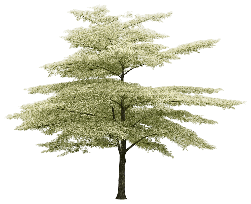 Pagoda Dogwood (Cornus Alternifolia) - Flowering Trees