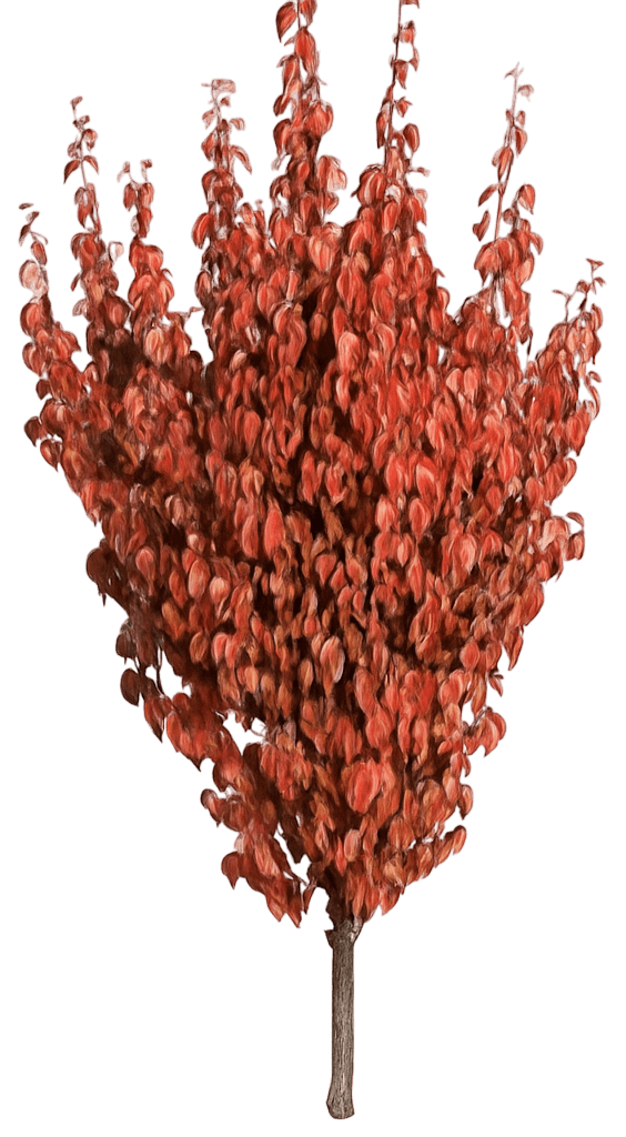 Saffron Sentinel® Cornelian Cherry 'Jfs Pn4Legacy' Saffron Sentinel® Saffron Sentinel® (Cornus Mas 'Jfs Pn4Legacy') - Flowering Trees