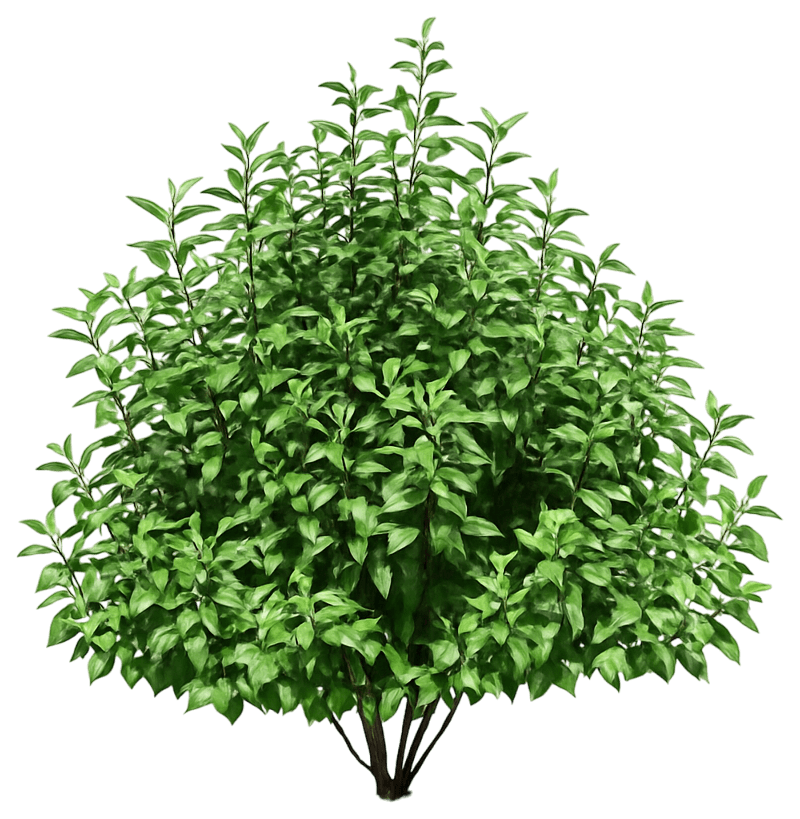 Red Twig Dogwood 'Isanti' (Cornus Sericea 'Isanti') - Ground Layers