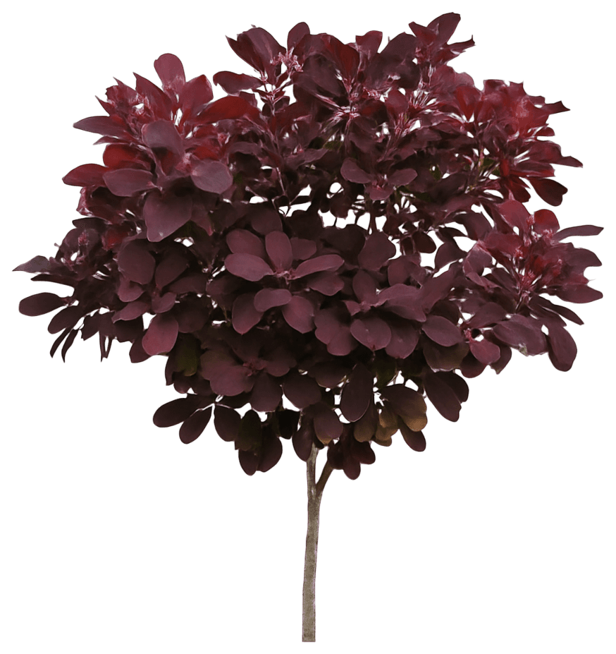 Dwarf Purple Smoke Bush 'Cotsidh5' Pp30328 Velveteeny™ Pp30328 Velveteeny™ (Cotinus Coggygria 'Cotsidh5') - Ground Layers