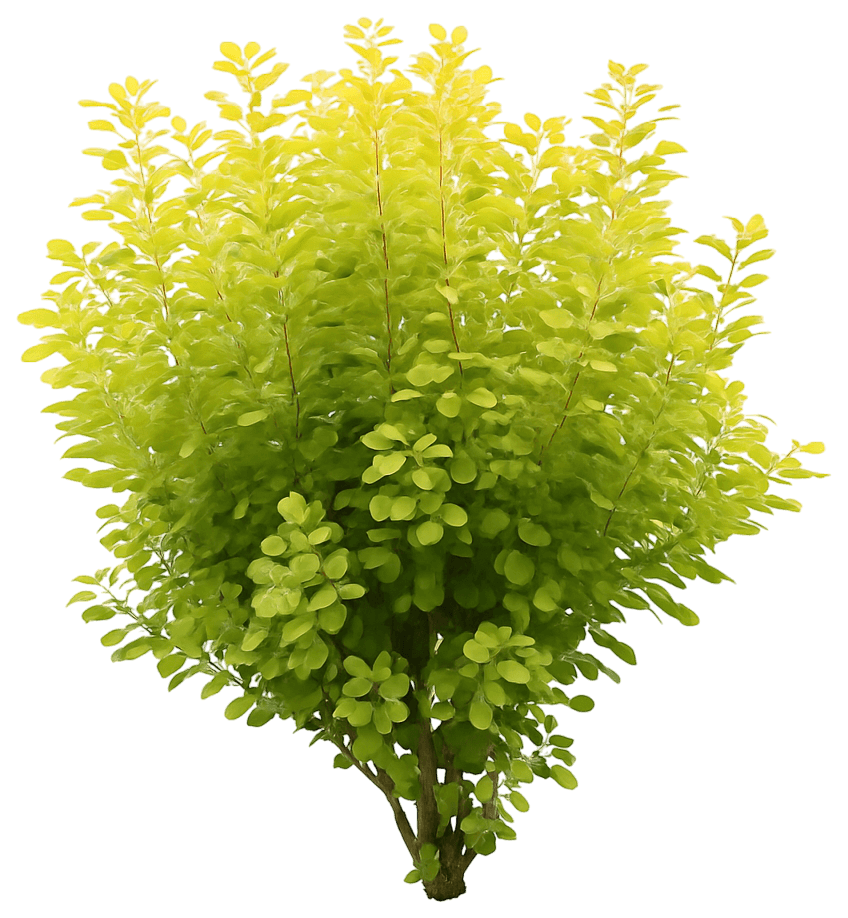Yellow Smoke Tree Bush 'Mincojau3' Pp30327 Winecraft Gold® Pp30327 Winecraft Gold® (Cotinus Coggygria 'Mincojau3') - Ground Layers