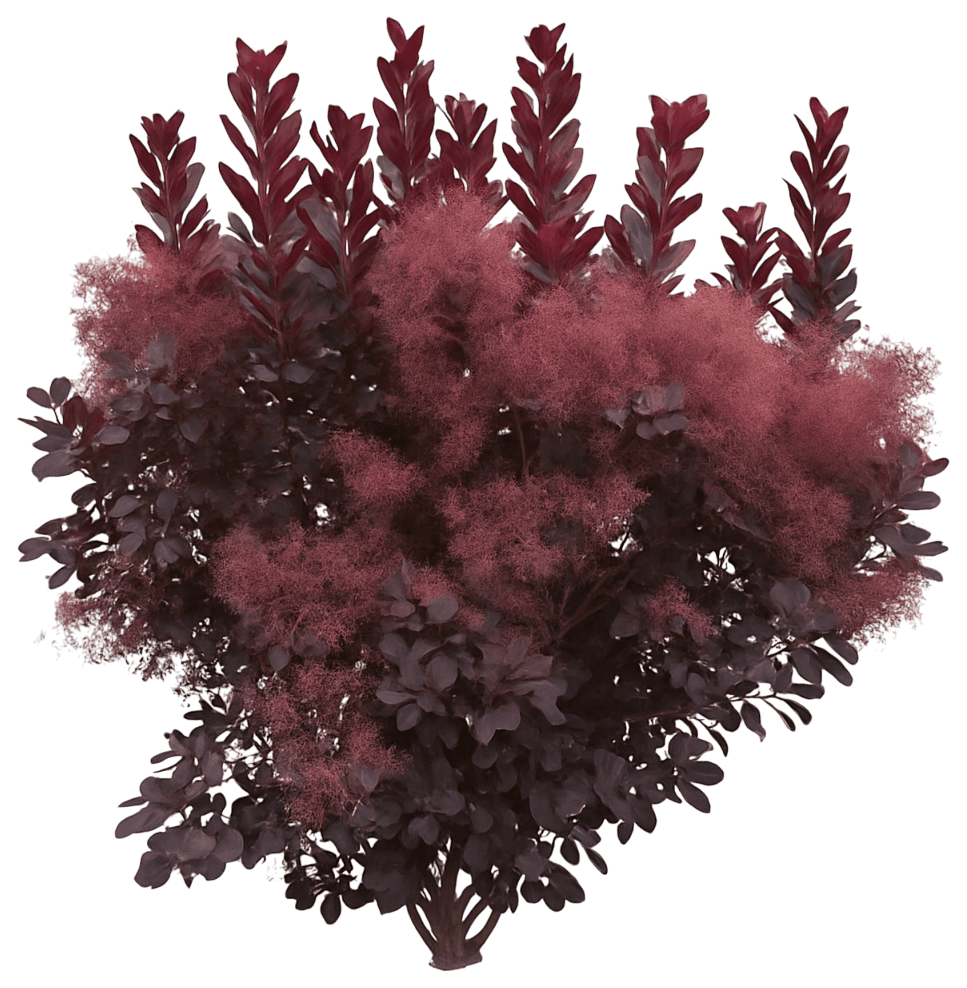 Dark Purple Smoke Tree Bush 'Ncc01' Pp30216 Winecraft Black® Pp30216 Winecraft Black® (Cotinus Coggygria 'Ncc01') - Ground Layers