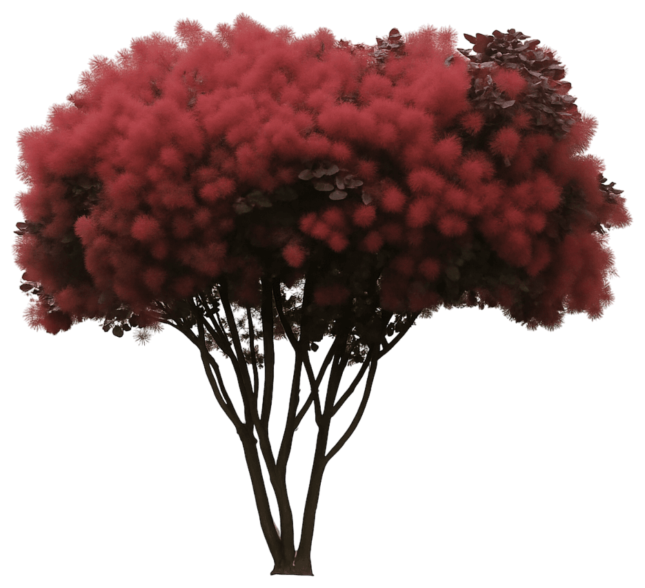 Purple Smoke Tree Bush 'Royal Purple' (Cotinus Coggygria 'Royal Purple') - Ground Layers