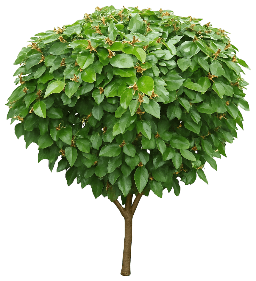 Peking Cotoneaster (Cotoneaster Lucidus) - Ground Layers