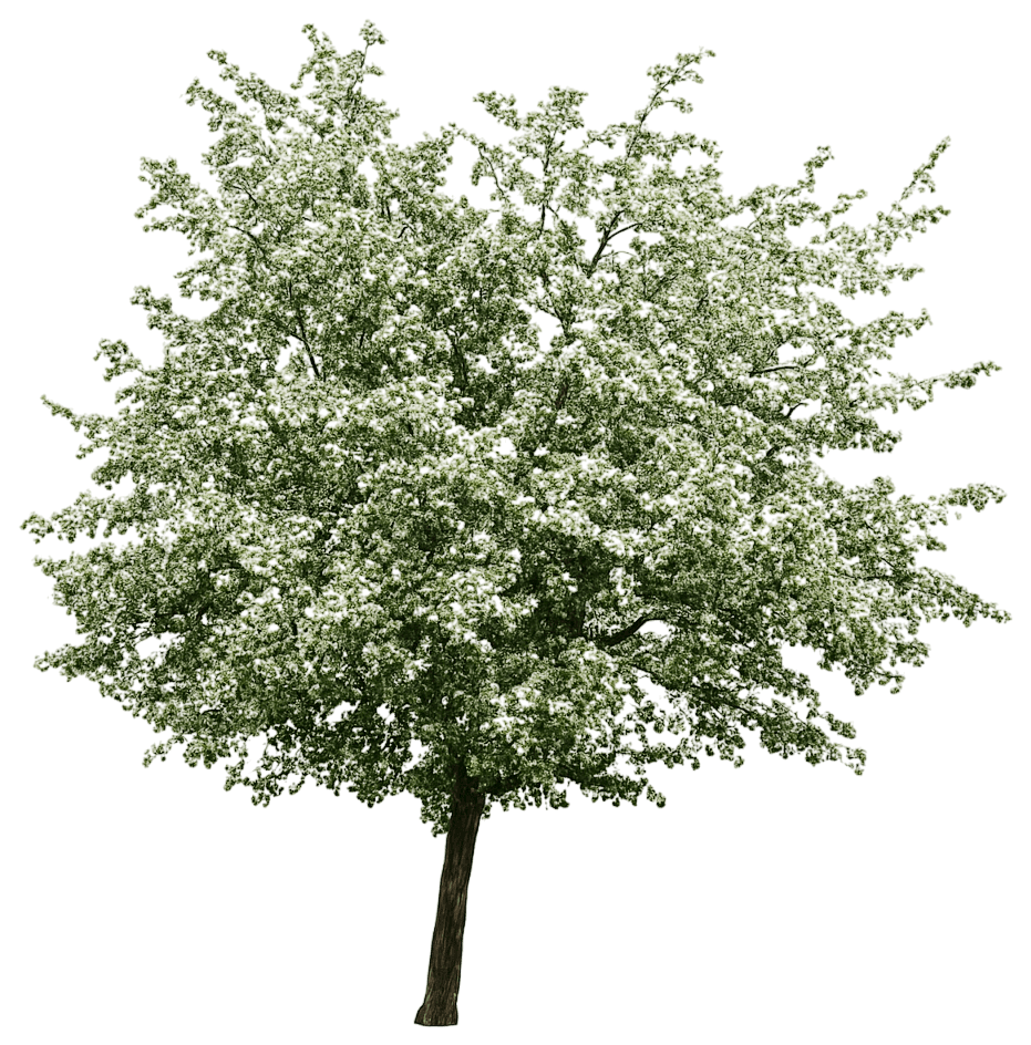 Russian Hawthorn (Crataegus Ambigua) - Flowering Trees