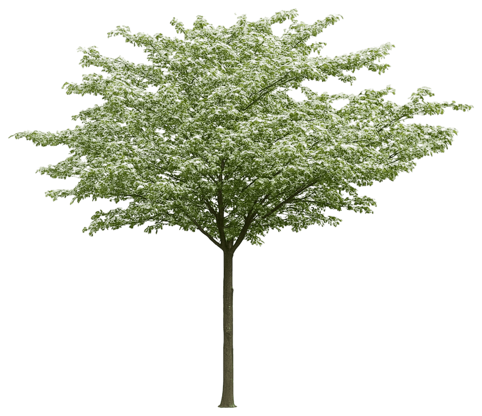 Hawthorn 'Cruzam' Crusader® Crusader® (Crataegus Crus-Galli 'Cruzam') - Flowering Trees