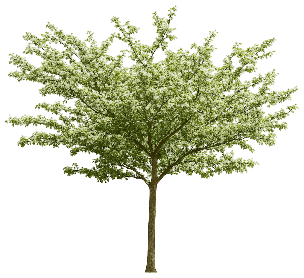 Hawthorn 'Winter King' (Crataegus Viridis 'Winter King') - Flowering Trees