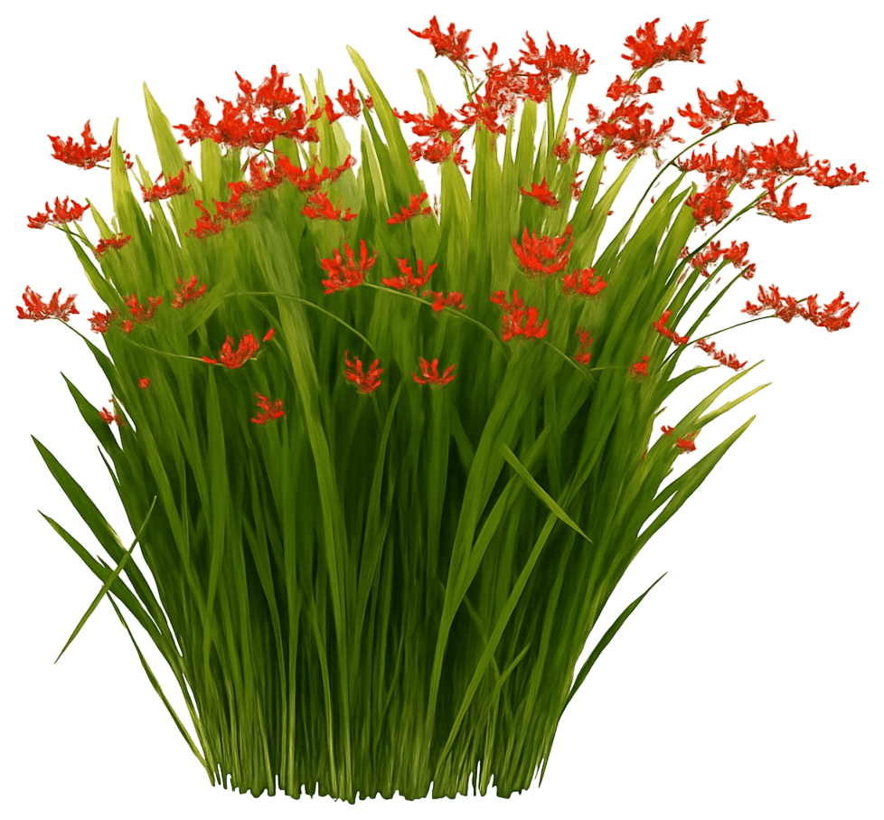 Montbretia Falling Stars 'Lucifer' (Crocosmia 'Lucifer') - Perennials