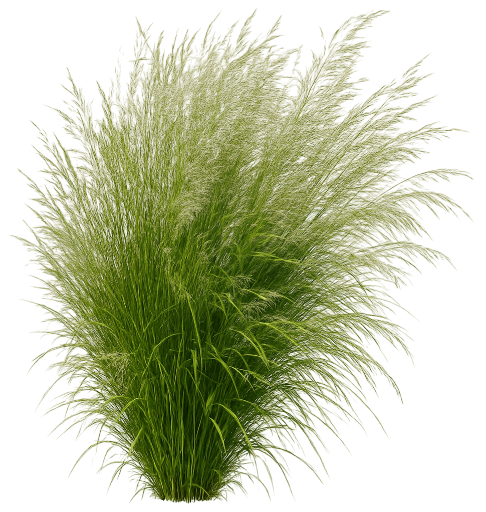 Dwarf Tufted Hairgrass 'Pixie Fountain' (Deschampsia Cespitosa 'Pixie Fountain') - Grasses