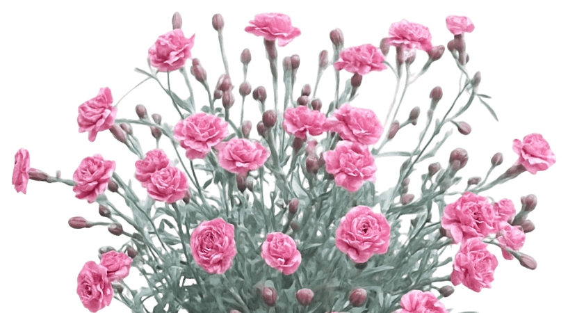 Pinks, Carnation 'Wpo8 Ian04' (Dianthus Scent First™ Pp21398 Sugar Plum 'Wpo8 Ian04') - Perennials