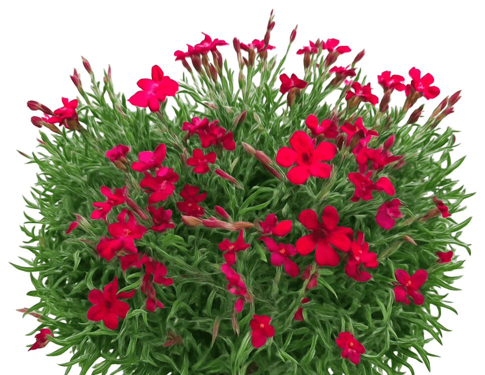 Cheddar Pinks 'Flashing Lights' (Dianthus Deltoides 'Flashing Lights') - Perennials