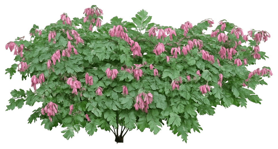 Fringed Bleeding Heart 'Luxuriant' (Dicentra 'Luxuriant') - Perennials
