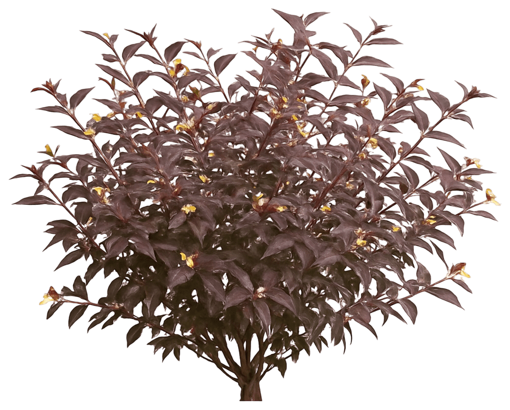 Bush Honeysuckle 'El Madrigal' Pp28060 Nightglow® Pp28060 Nightglow® (Diervilla Splendens 'El Madrigal') - Ground Layers