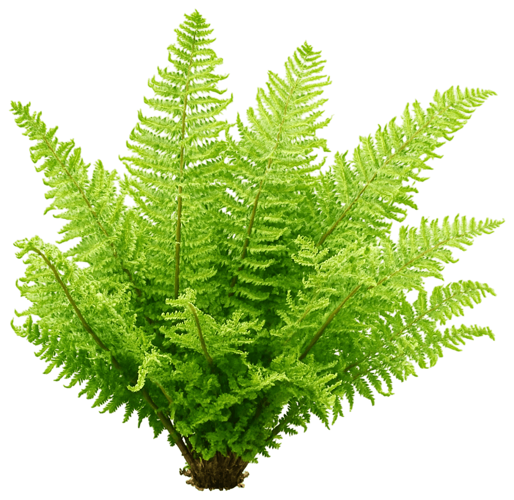 Golden Scaled Male Fern 'Cristata The King' (Dryopteris Affinis 'Cristata The King') - Perennials