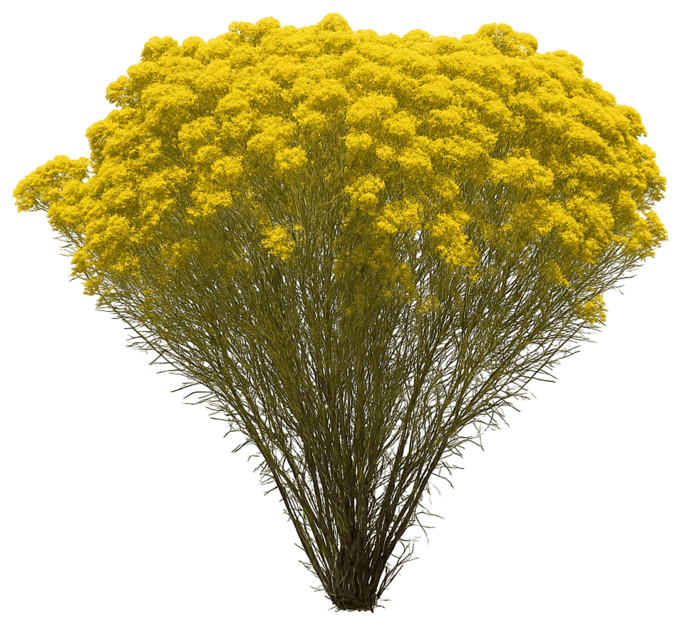 Chrysothamnus Rubber Rabbit Brush (Ericameria Nauseosus) - Ground Layers