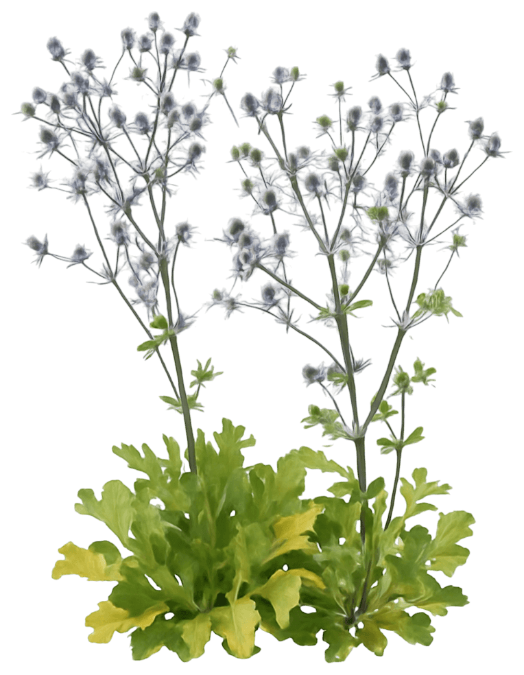 Sea Holly 'Blue Glitter' (Eryngium Planum 'Blue Glitter') - Perennials