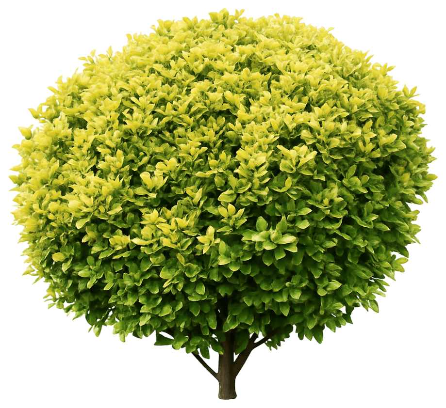 Variegated Japanese Euonymus 'Aureo-Marginatus' (Euonymus Japonicus 'Aureo-Marginatus') - Ground Layers