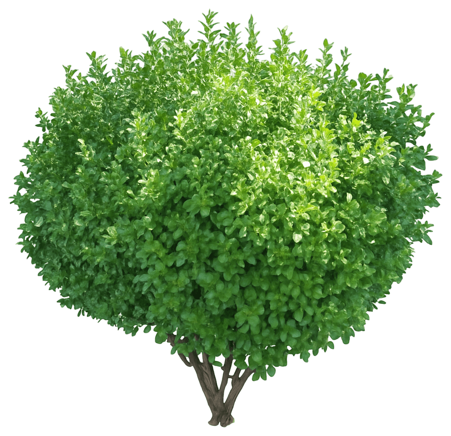 Evergreen Japanese Euonymus 'Grandifolia' (Euonymus Japonicus 'Grandifolia') - Ground Layers