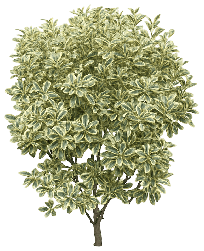 Wintercreeper Variegated Japanese Euonymus 'Silver Queen' (Euonymus Japonicus 'Silver Queen') - Ground Layers