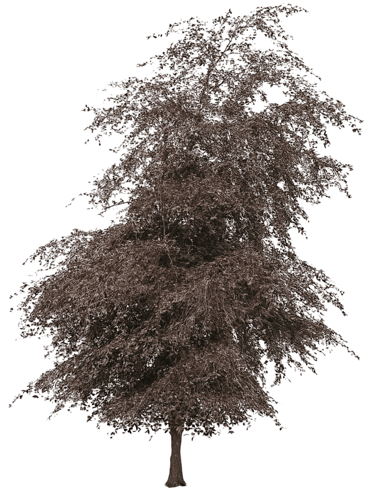 Dwarf Copper Beech 'Ansorgei' (Fagus Sylvatica 'Ansorgei') - Shade Trees