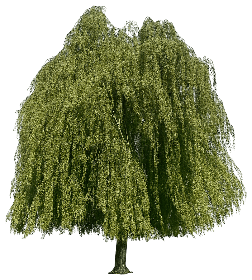 Weeping Green Beech 'Pendula' (Fagus Sylvatica 'Pendula') - Shade Trees