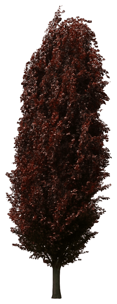 Columnar Purple Beech 'Red Obelisk' (Fagus Sylvatica 'Red Obelisk') - Shade Trees